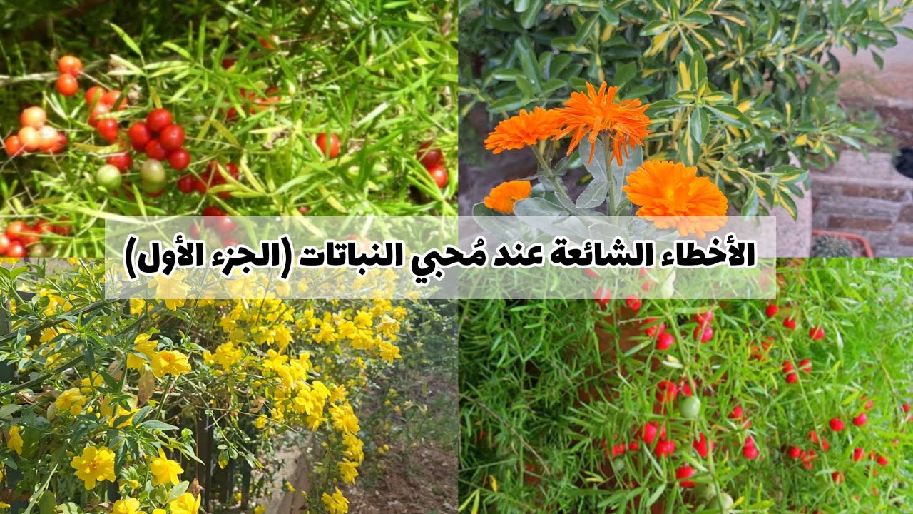 أخطاء شائعة💔 عند محبي النباتات(( الجزء الأول))