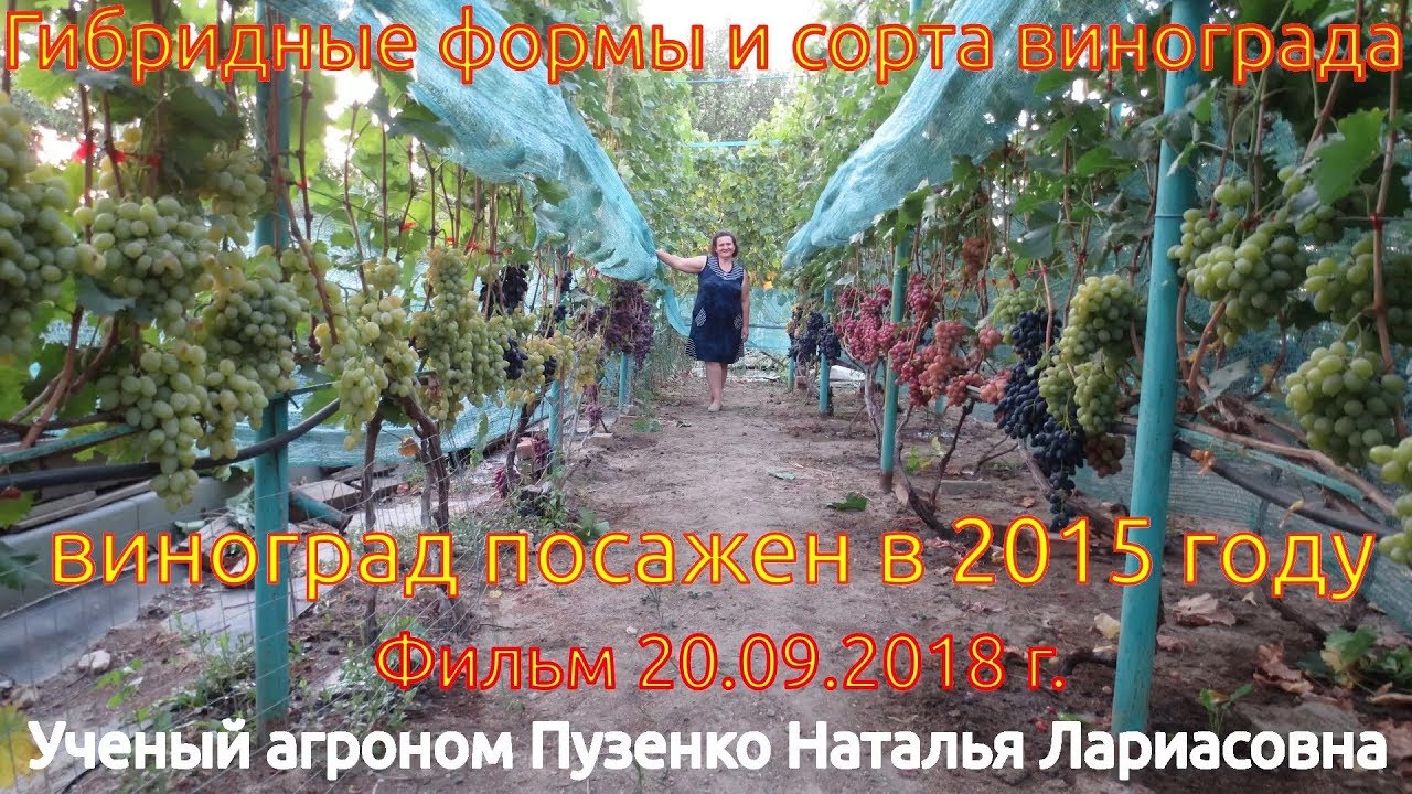 Виноград Пузенко- посадка 2015, урожай 2018 года