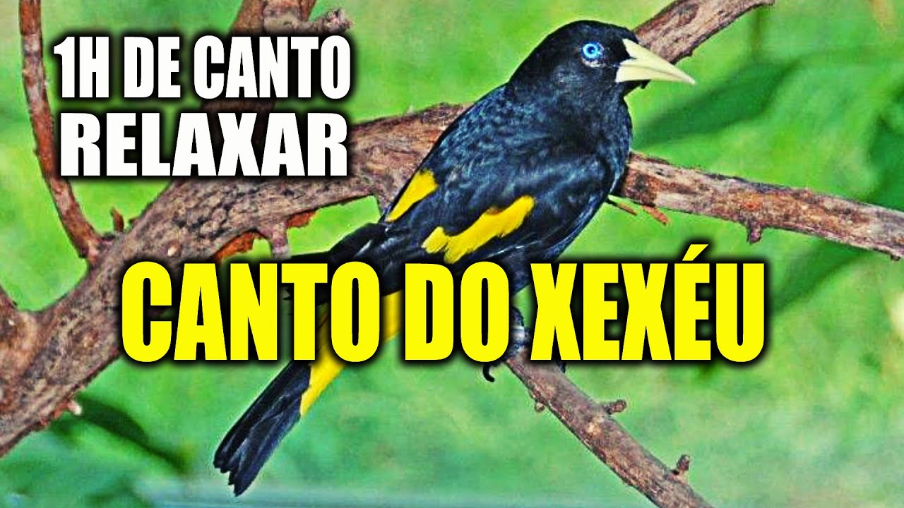 Relaxe ouvindo o Canto do Xexéu 1 hora de Canto