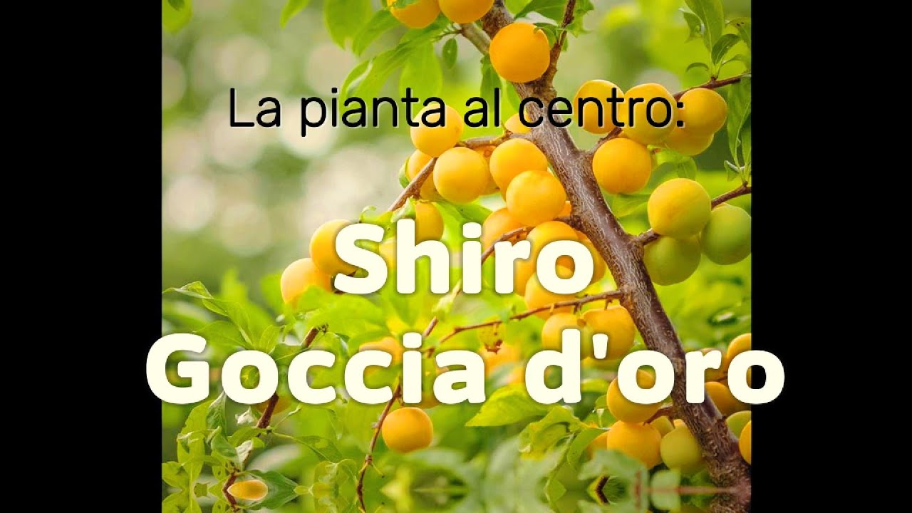 Susino Shiro Goccia d&rsquo;Oro &ndash; Super Impollinatore, Frutti e Coltivazione