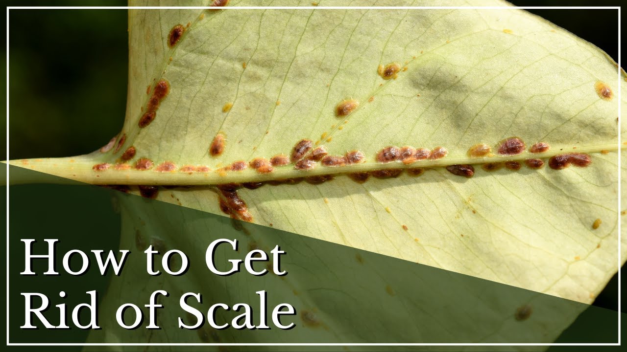 Houseplant Pests (Part 4): How To Get Rid of Scale