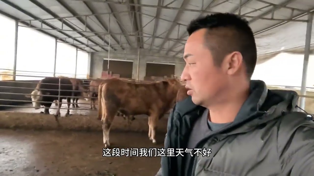 散养公牛会打架吗？锋哥农场亲测应对方法 #养牛人 #三农 #农村创业养殖 #自繁自养 #农村养牛