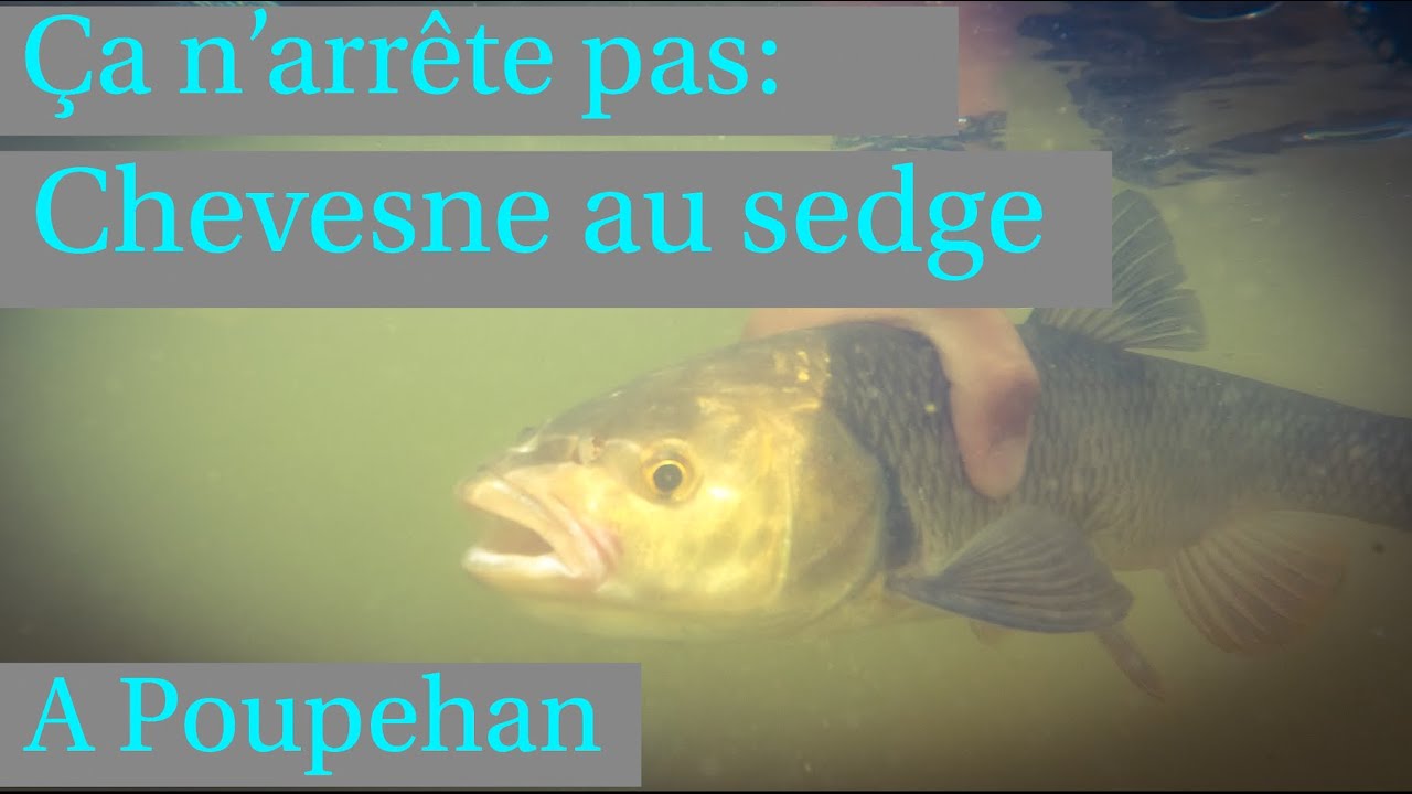 Ca n'arrête pas: Chevesnes au sedge à Poupehan!