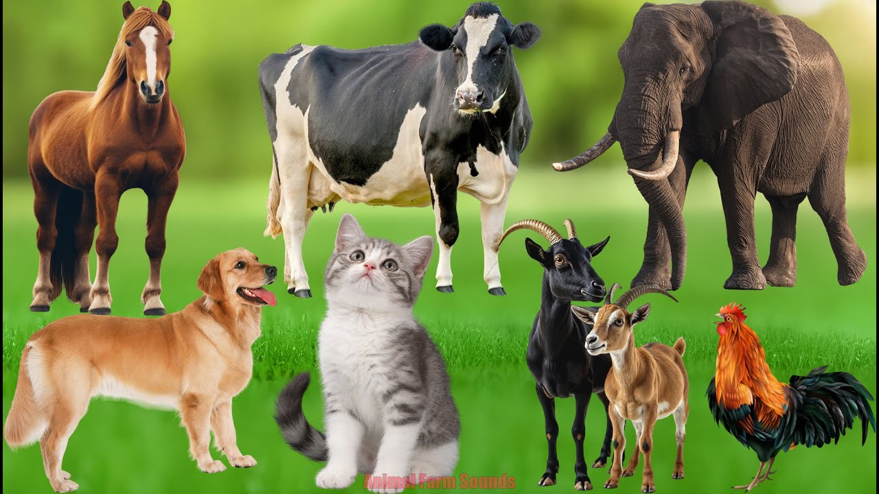 Farm Animal Life: Chicken, Rabbit, Horse, Pig, Duckling, Cat, Sheep, Cow, Puppy &ndash; Cute Animal Video