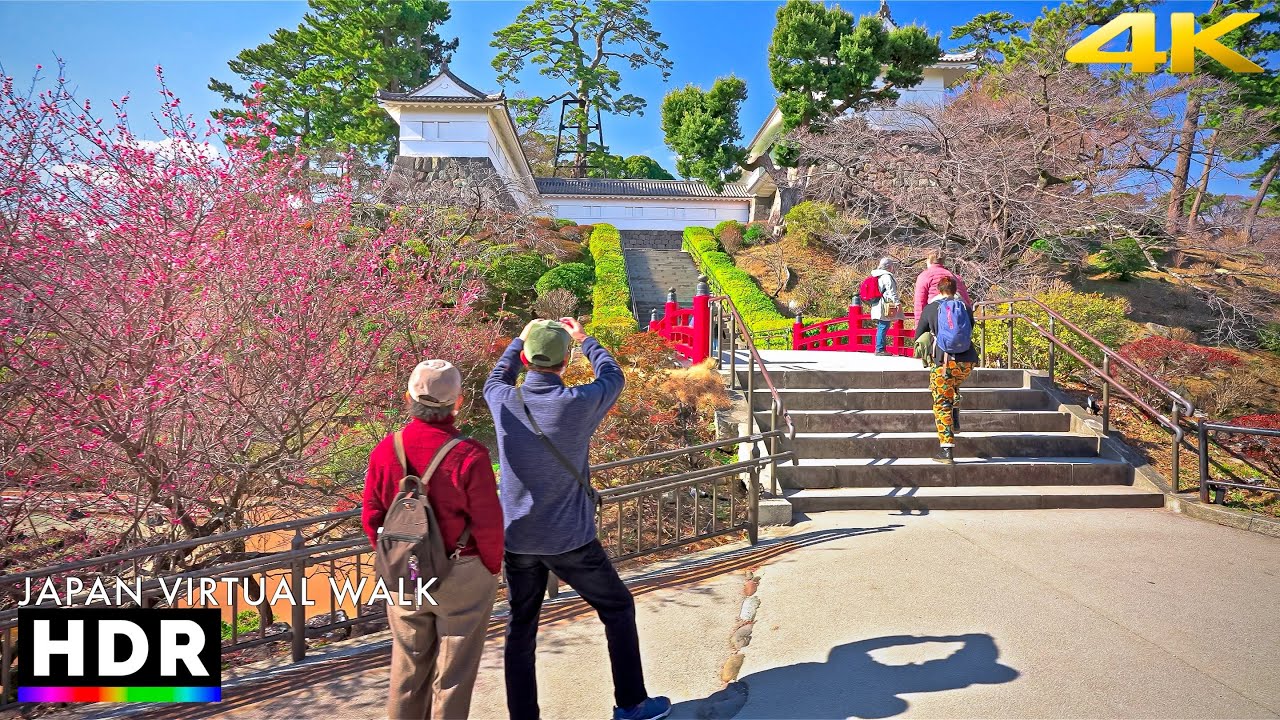 Japan walk - Blooming plum trees in Odawara, Kanagawa • 4K HDR