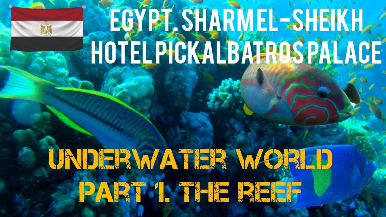 UNDERWATER WORLD. EGYPT. PICKALBATROS PALACE. PART 1. THE REEF. JULY 2023