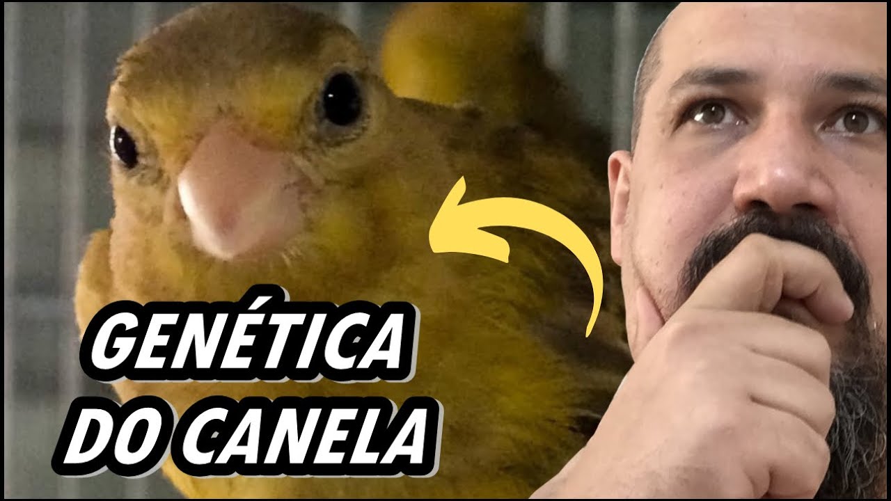 ✅ A GENÉTICA DO CANÁRIO CANELA !! COMO USAR AO SEU FAVOR?!