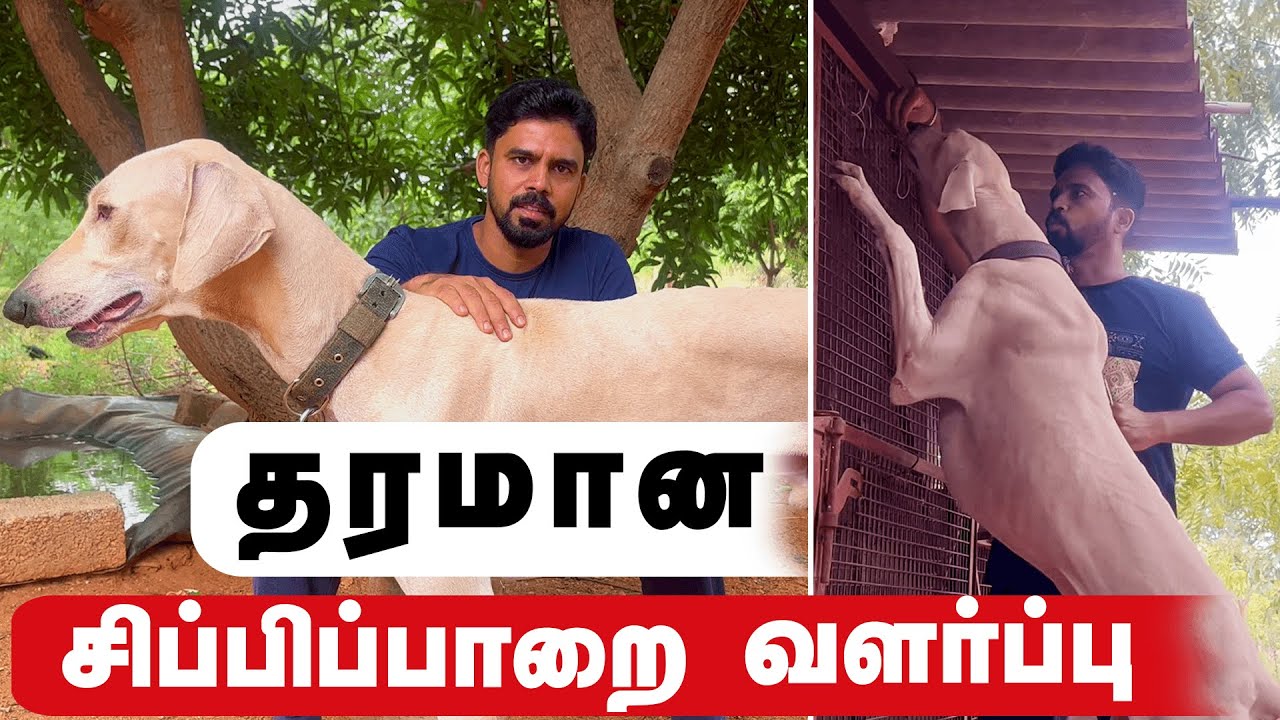 சிப்பிப்பாறை நாட்டுநாய் வளர்ப்பு முறையும் பயன்பாடுகளும் | சிப்பிப்பாறை வேட்டை நாய்கள் | Chippiparai
