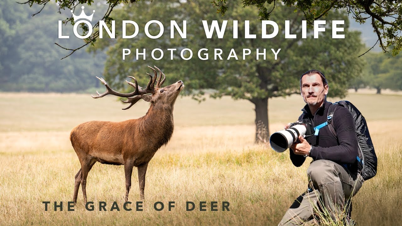 London Wildlife Photography | The Grace of Deer