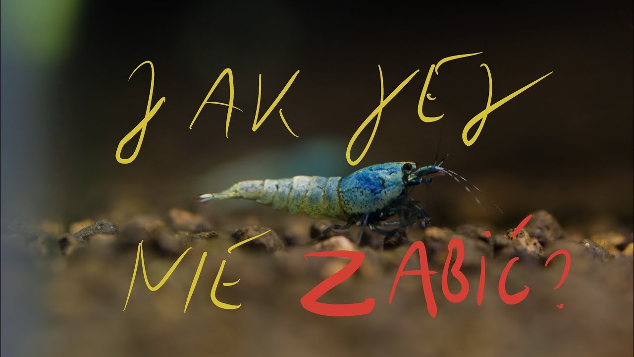 JAK NIE ZABIĆ KREWETEK AKWARIOWYCH - Dekalog hodowcy Caridina i Neocaridina