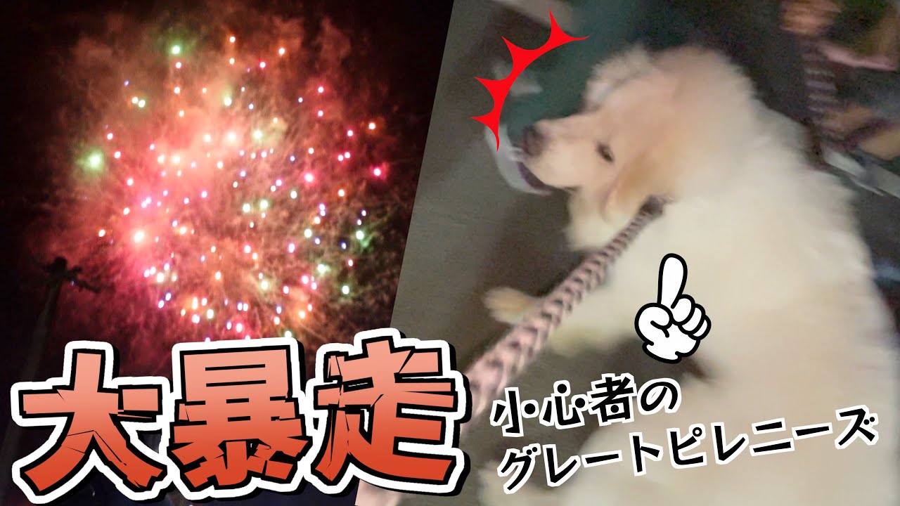 【一部始終】花火に驚いた超大型犬をお祭り会場で大暴れさせてしまいました。。