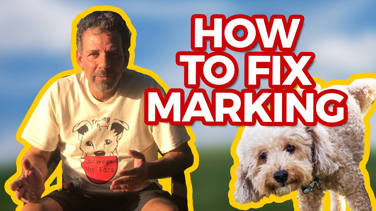 Punishment by reward in dog training