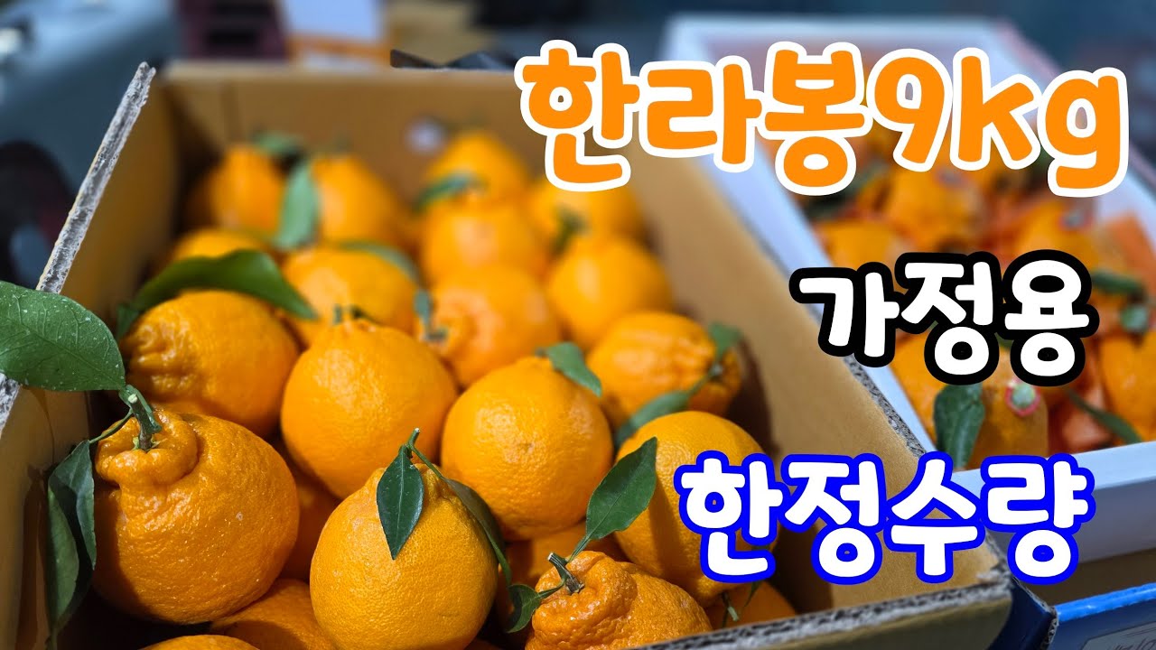 한라봉 당도? 가정용 9kg  한정 수량!   네이버 솔바위팜 검색