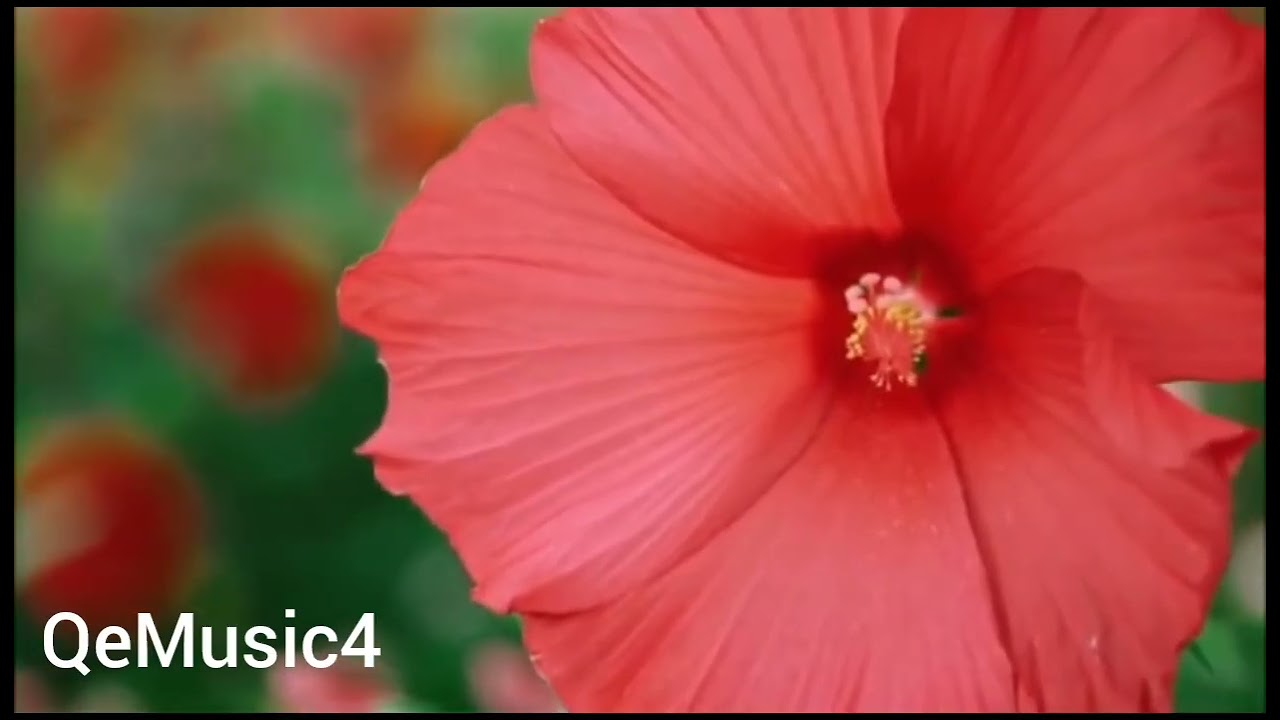 Fundo para te aproxima de Deus e Medita na palavra de Deus#fe#fundomusical #gratidão #motivacional 