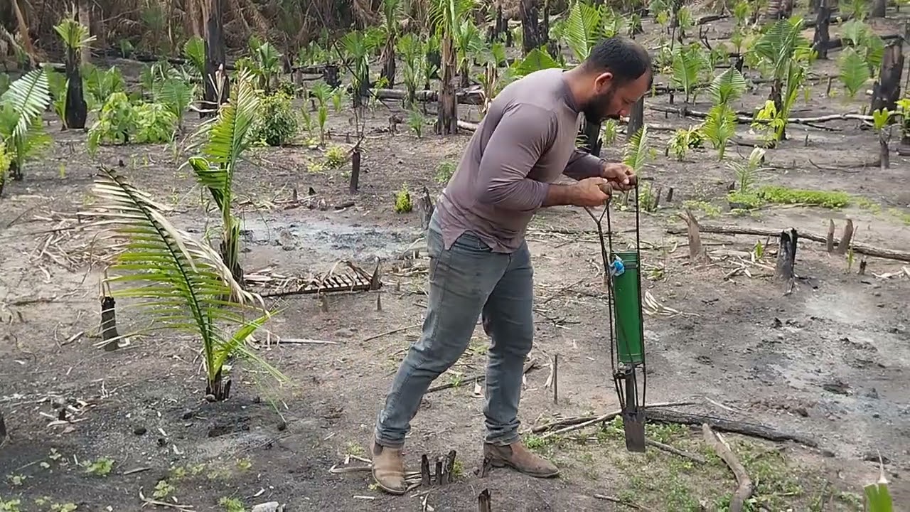 Plantando arroz  no Maranhão 
