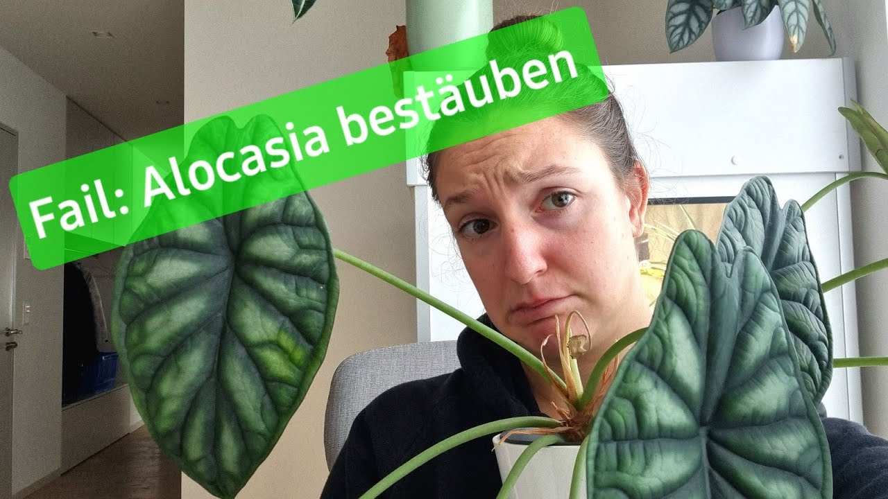 Fail: Alocasia Bestäuben und Samen Züchten @Pflanzenwahnsinn