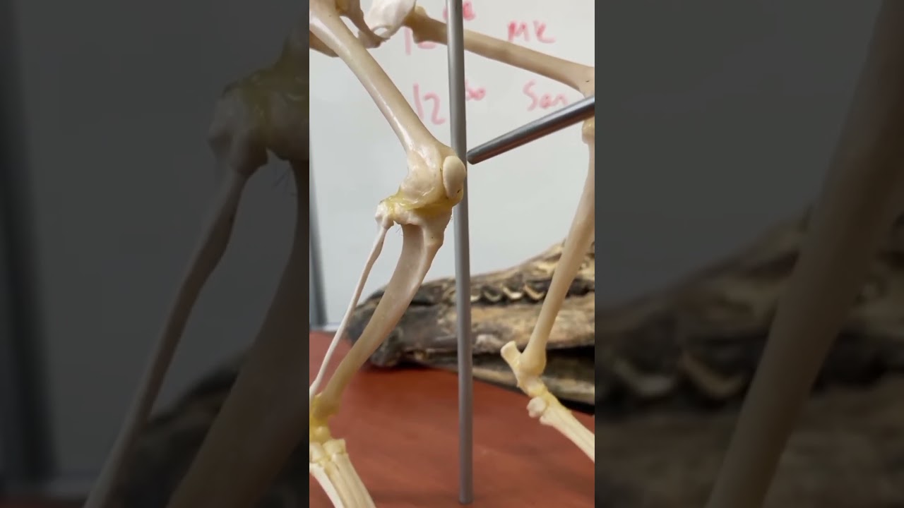 Arka bacak eklemleri (Articulationes membri pelvini)
