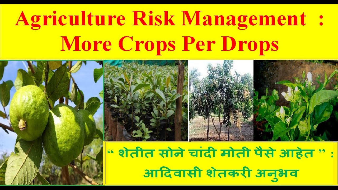 Agriculture Risk Management | More Crops Per Drop | आदिवासी शेतकरीअनुभव | Success Story | Tribal