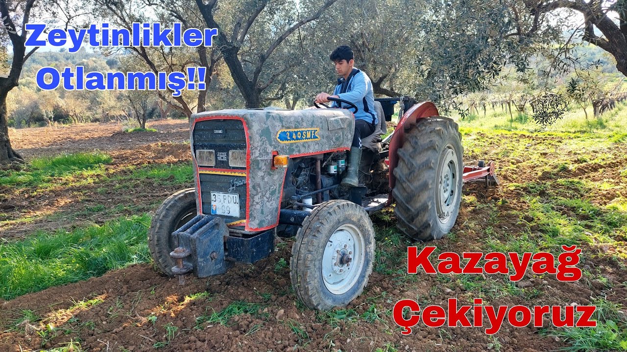Zeytinlikler otlanmış,kazayağ &ccedil;ekiyoruz (MF240s)