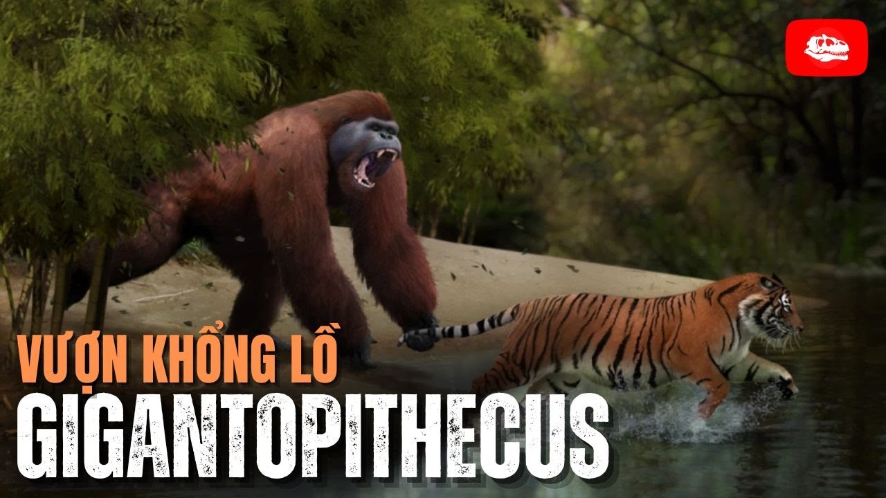Gigantopithecus: Đối thủ xứng tầm hơn vs. 