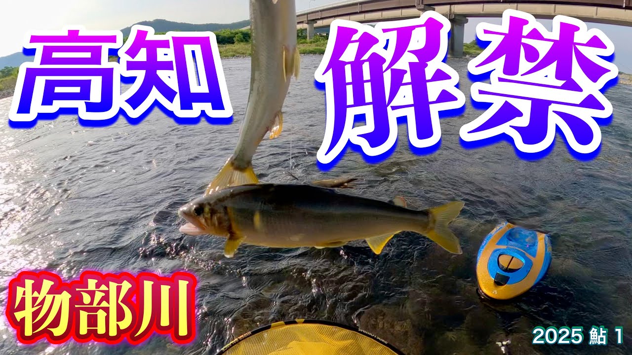 2025 鮎 1　【高知 解禁　物部川】