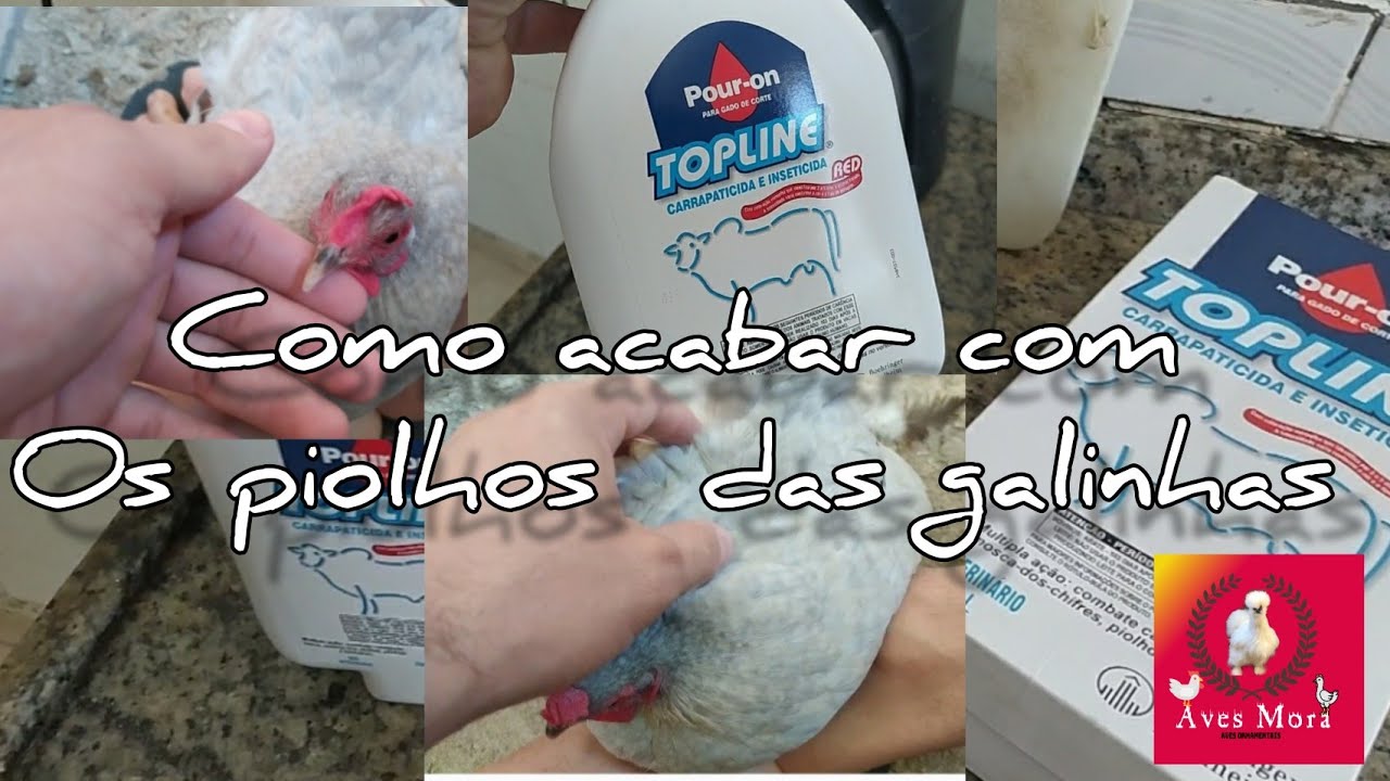 Como acabar com os piolhos das galinhas com TOP LINE