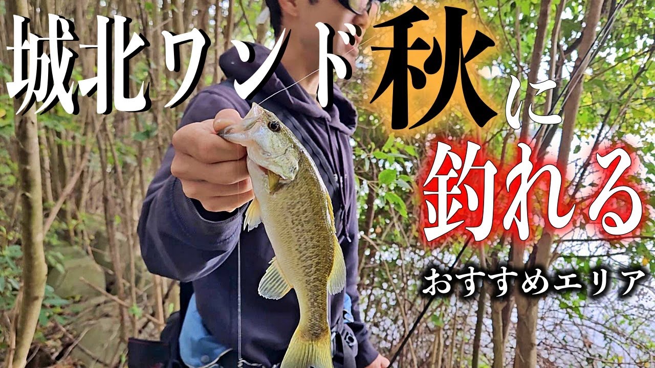 【淀川バス釣り】秋の城北ワンドのおすすめエリア紹介！