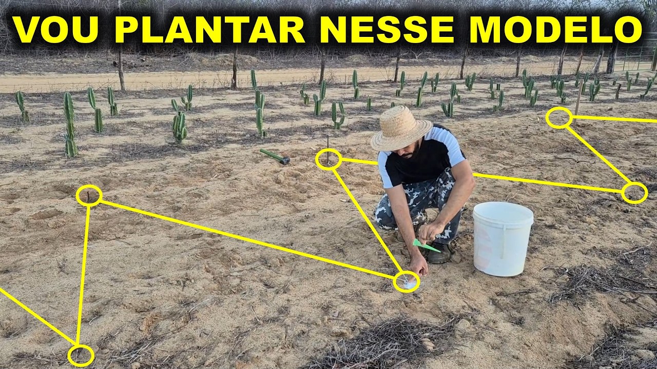 Veja Como Plantei o Gravatá Aproveitando os Espaços Ep. 259