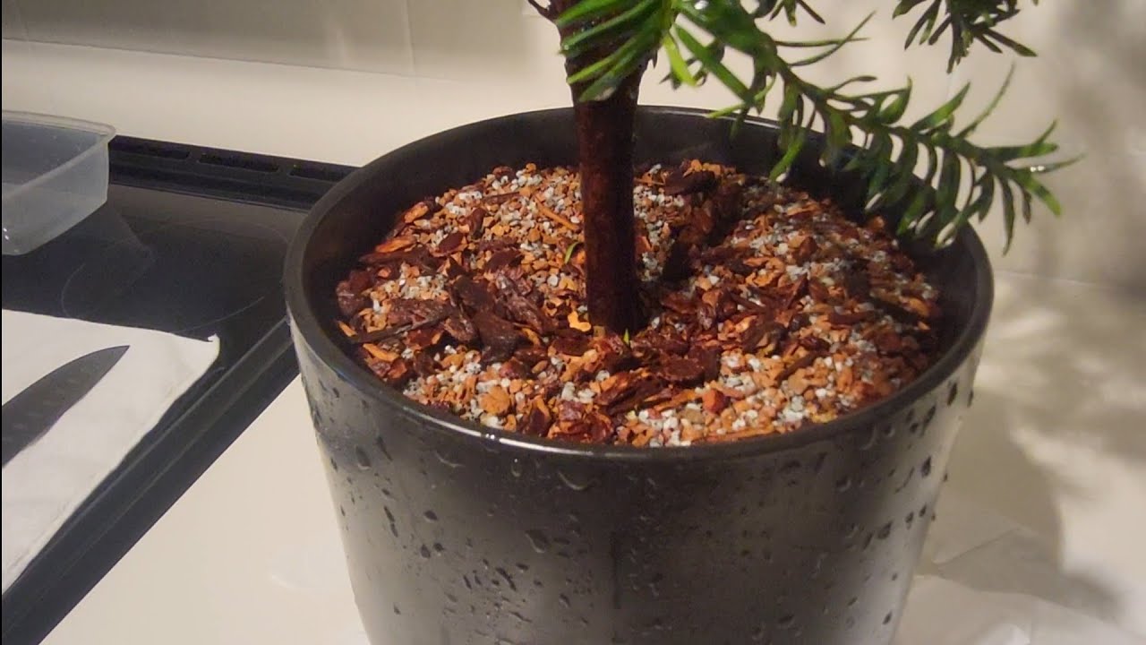 Taxus x Media | Emergency Repot