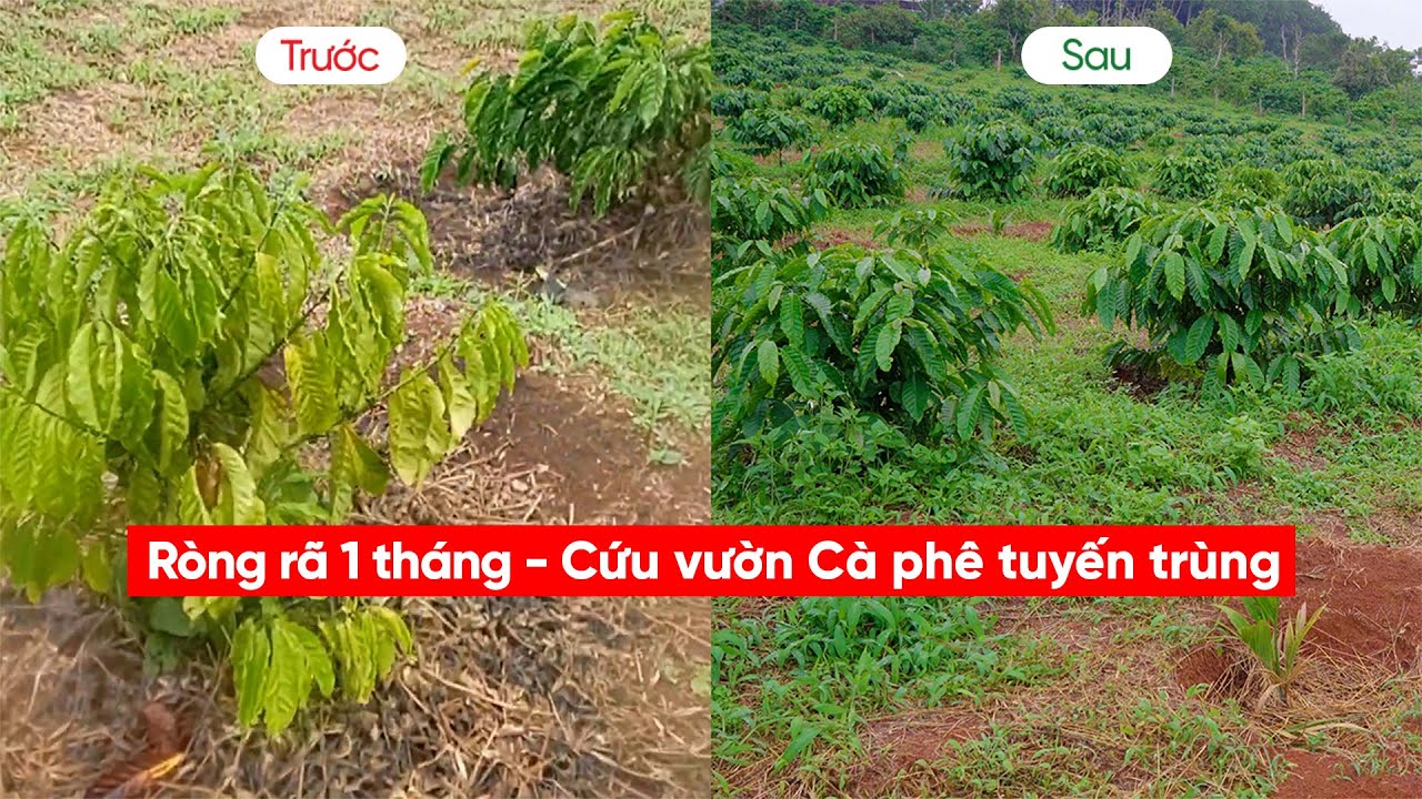 HÀNH TRÌNH GIAN NAN CỨU VƯỜN CÀ PHÊ BỊ TUYẾN TRÙNG RẤT NẶNG