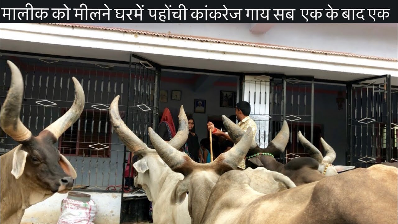 Original Sound of kankrej cows when kankrej cows comes to the doorstep of the owner to meet them