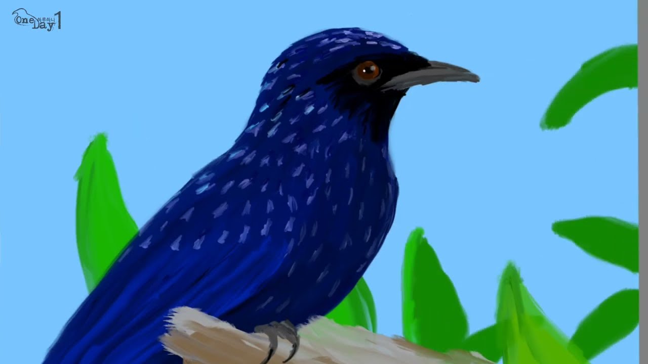 Blue Whistling Thrush 푸른지빠귀딱새 그리기