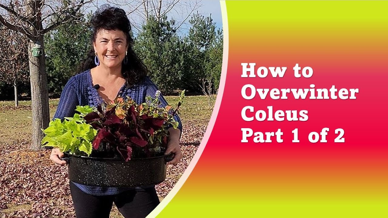 How to SAVE Coleus overwinter.   Part 1 of 3. #zone4 #gardening #propagation