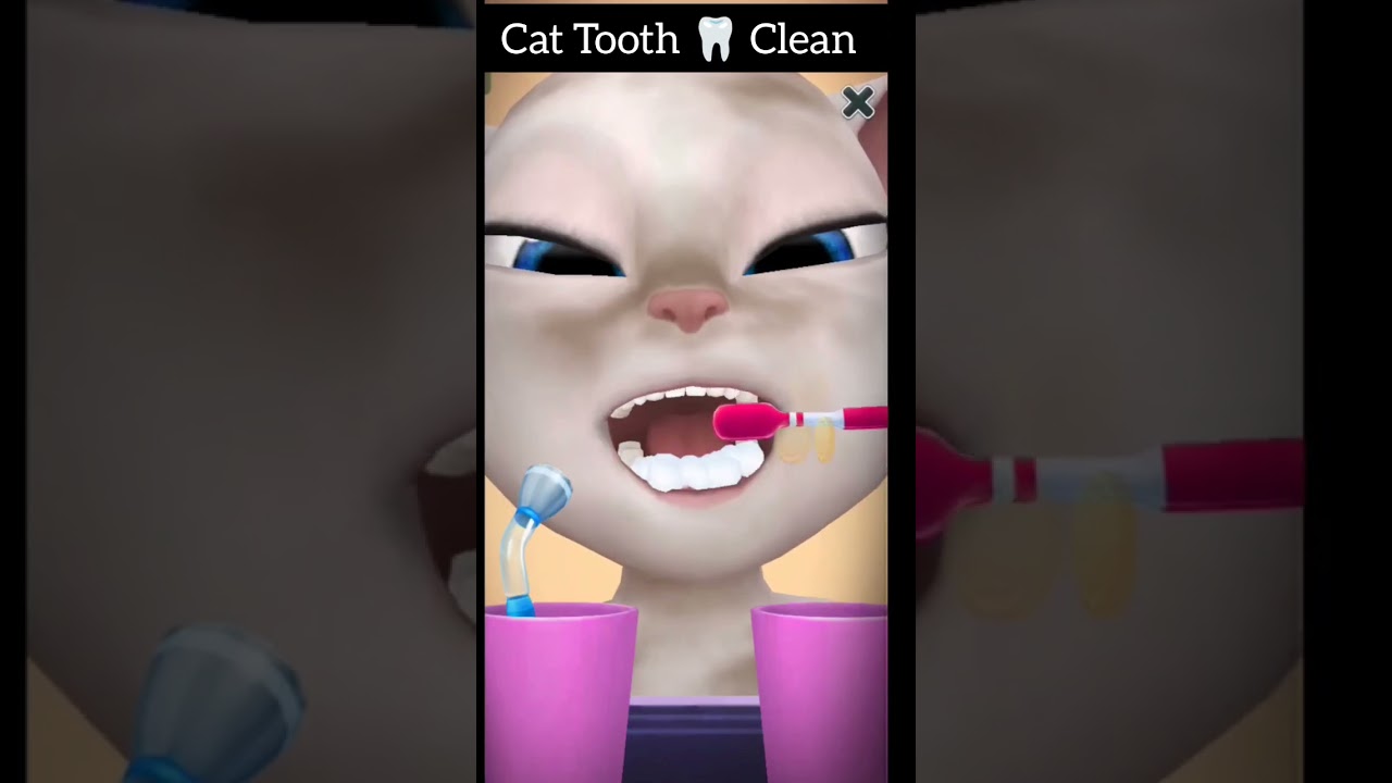 Cat Tooth 🦷 Clean 