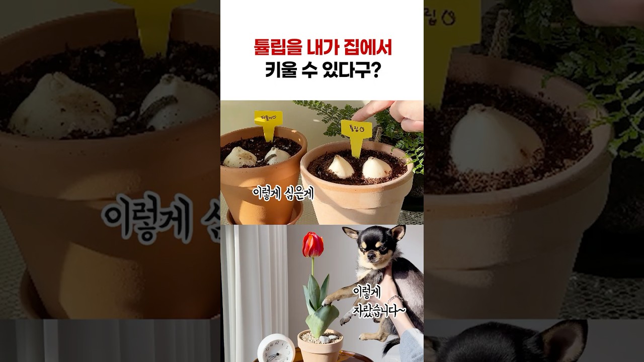 튤립 구근 키우기의 모든걸 알려드려요! #구근키우기 #구근식물 #튤립구근 심기 #구근 #튤립키우기