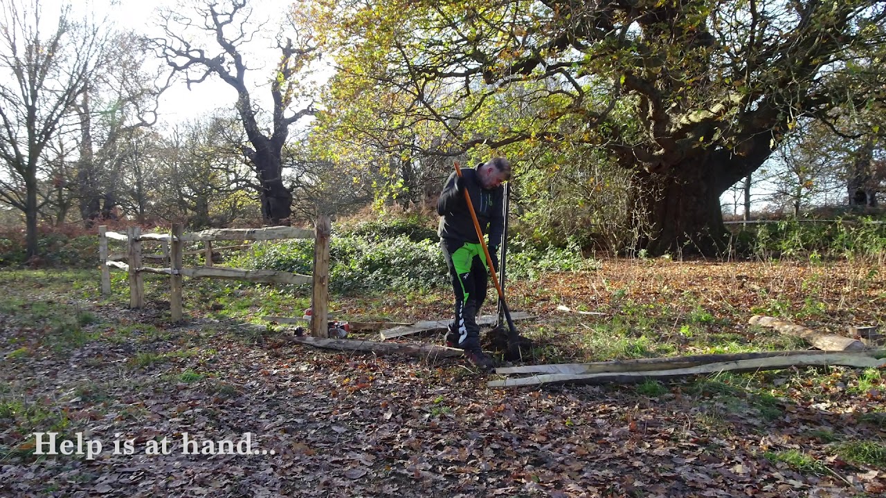 Protecting a Richmond Park veteran oak...in less than 2 minutes!