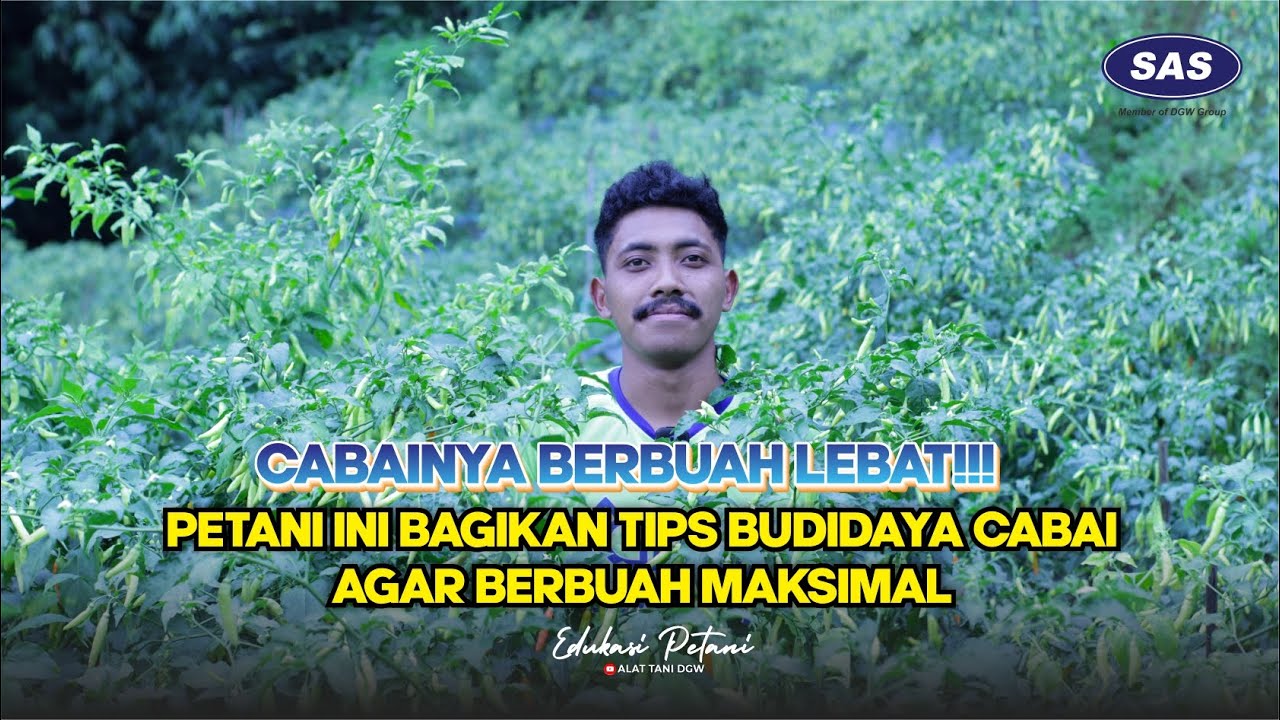Cabainya Berbuah Lebat!! Petani Bagikan Rahasia Budidaya Cabai Agar Berbuah Maksimal
