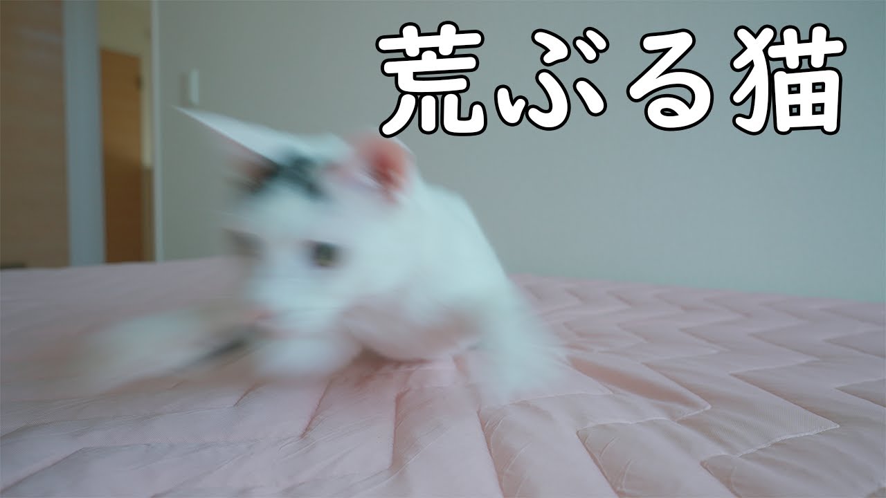 Nクール寝具を出したら猫が暴れだしました