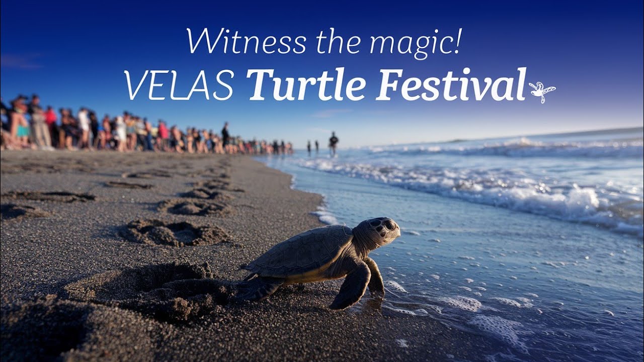 Velas Turtle Festival |  Discover Konkan, Maharashtra's Natural Wonders & Nearby Attractions 🐢