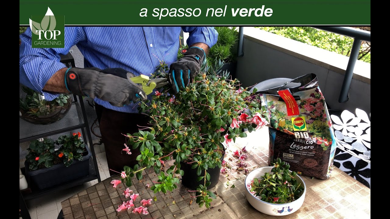 L'azalea dopo la fioritura / 1 | topgardening