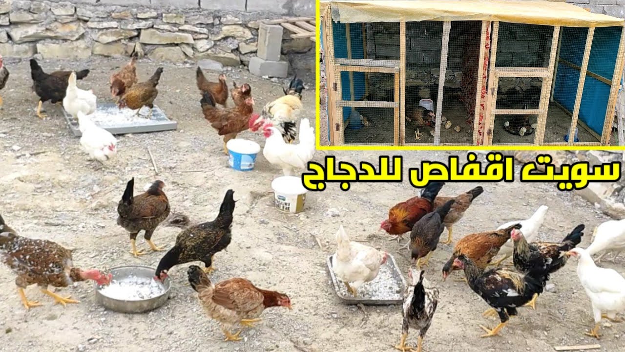 بناء اقفاص للدجاج 🐔 نقلت الفروجات والافراخ  للمزرعة الجديدة