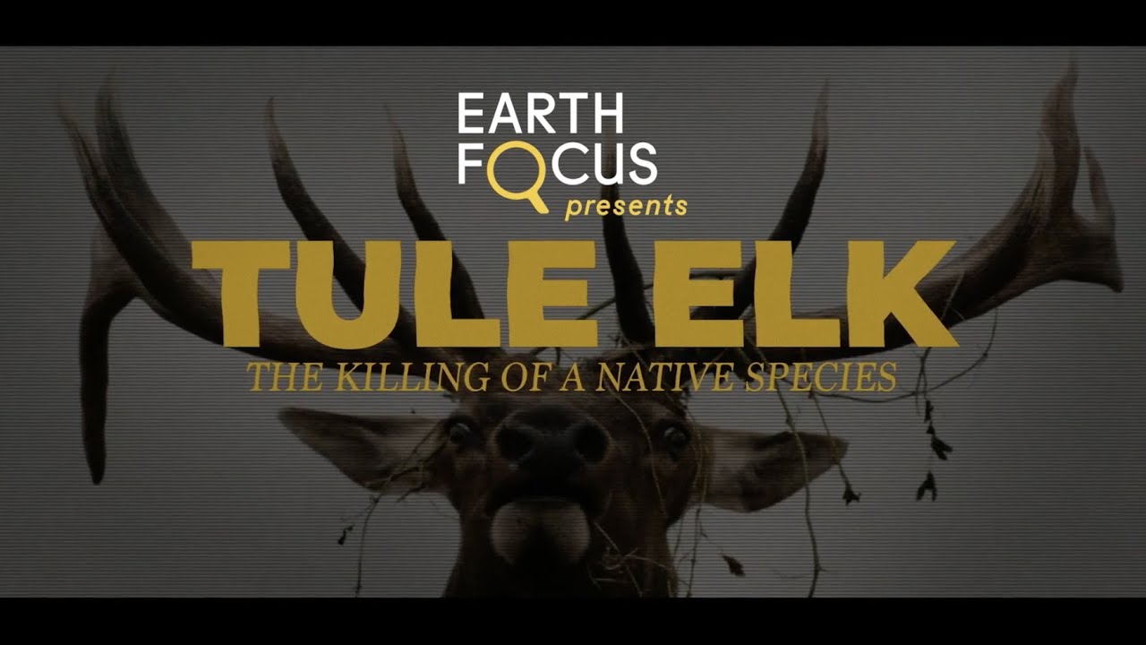 Tule Elk: The Killing of a Native Species (Preview) | Earth Focus Presents S5