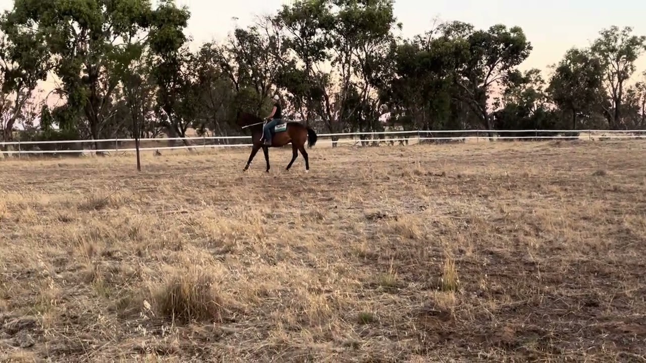 Lot 38 - 2024 Elders Western Australia Elite Horse Sale