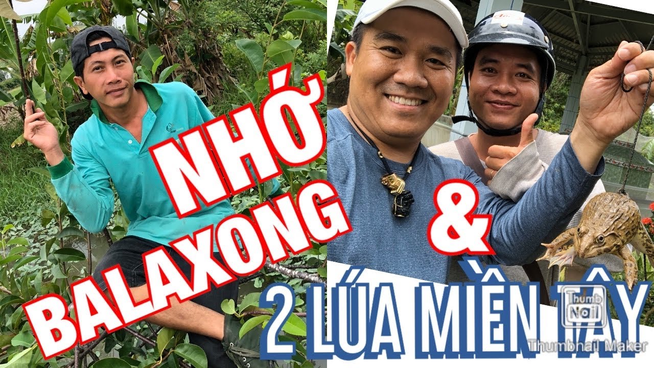NHỚ BALAXONG & 2 L&Uacute;A MIỀN T&Acirc;Y..số 93