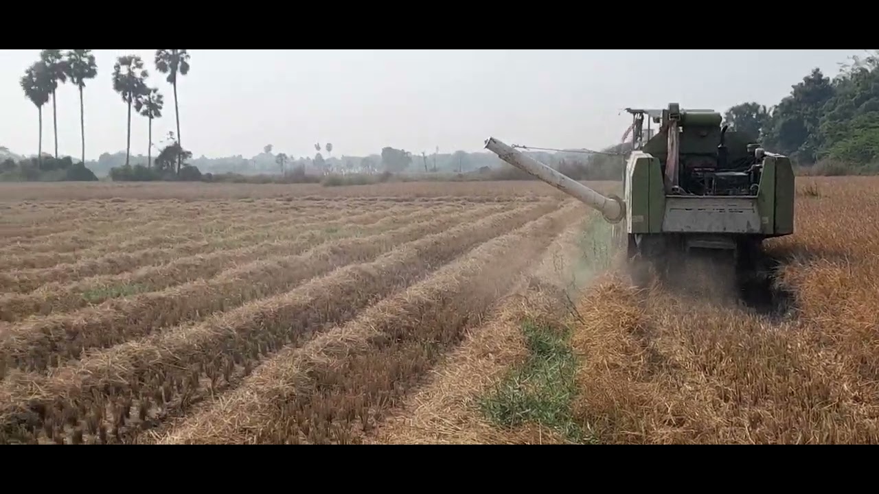 152 Day's Finished🌾🌾🌾 8/2/26 #trend #viralshorts #reelsvideo #villagelife #reelsfb #views #trending 