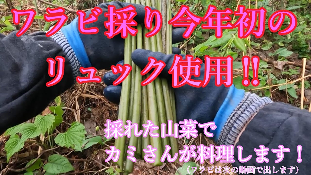 【山菜採り】ワラビ採り今年初のリュック使用‼