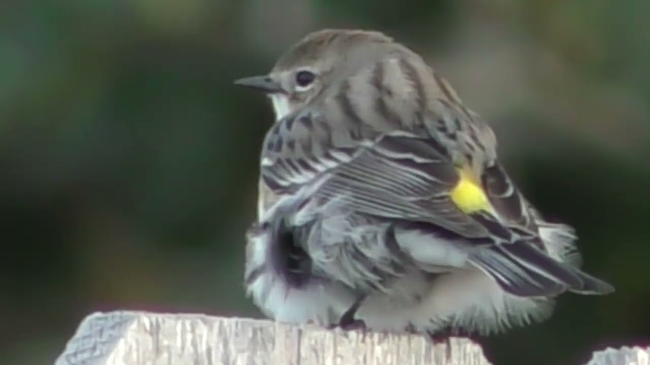 Yellow rumped warbler showing yellow rump
