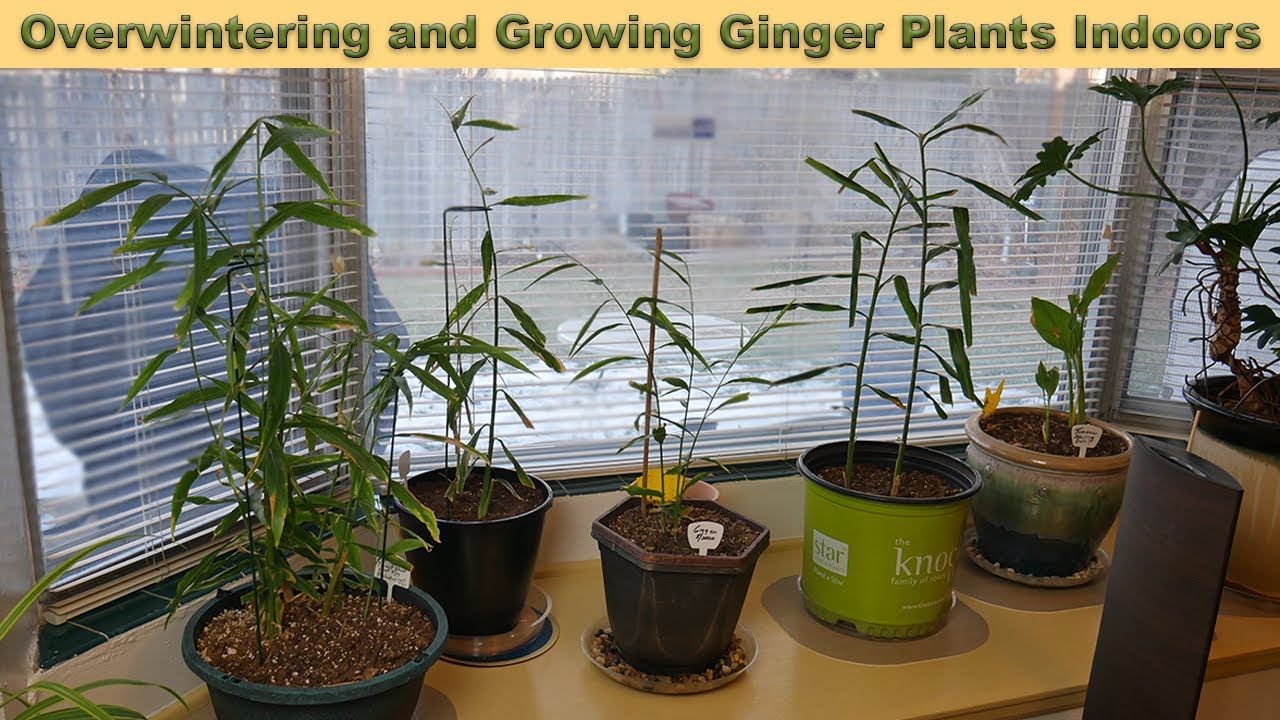 Tips- Overwintering and Growing Ginger Plants Indoors During the Winter