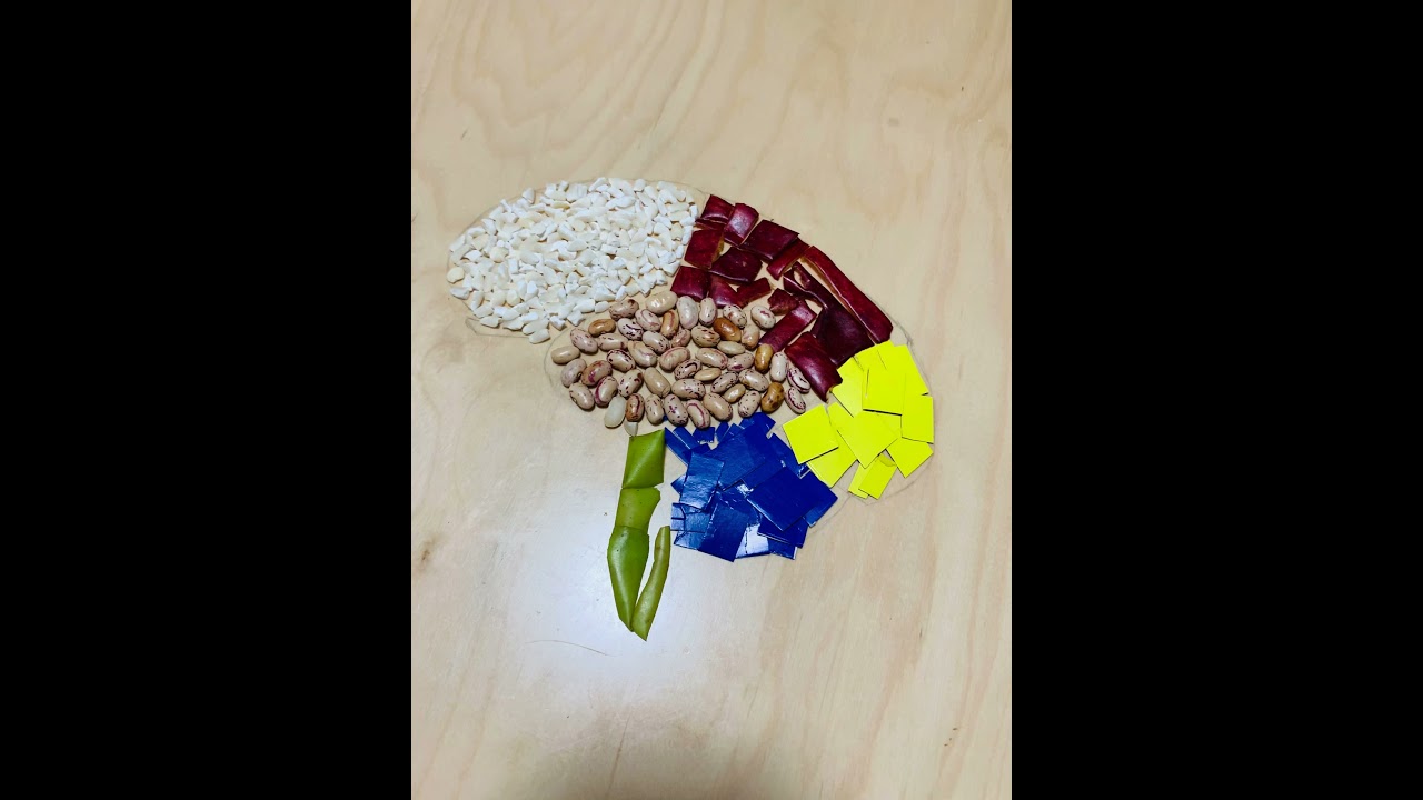 OPV - Brain structure