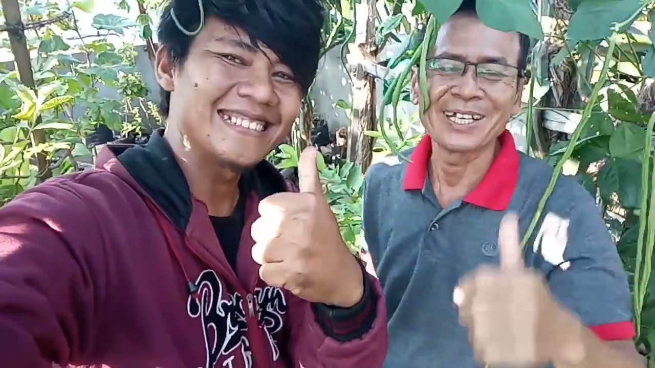 ANGGUR MOONDROP BERBUAH 18 DOMPOL TANGERANG BIKIN BANGGA